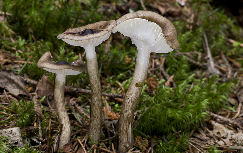 Hygrophorus olivaceoalbus